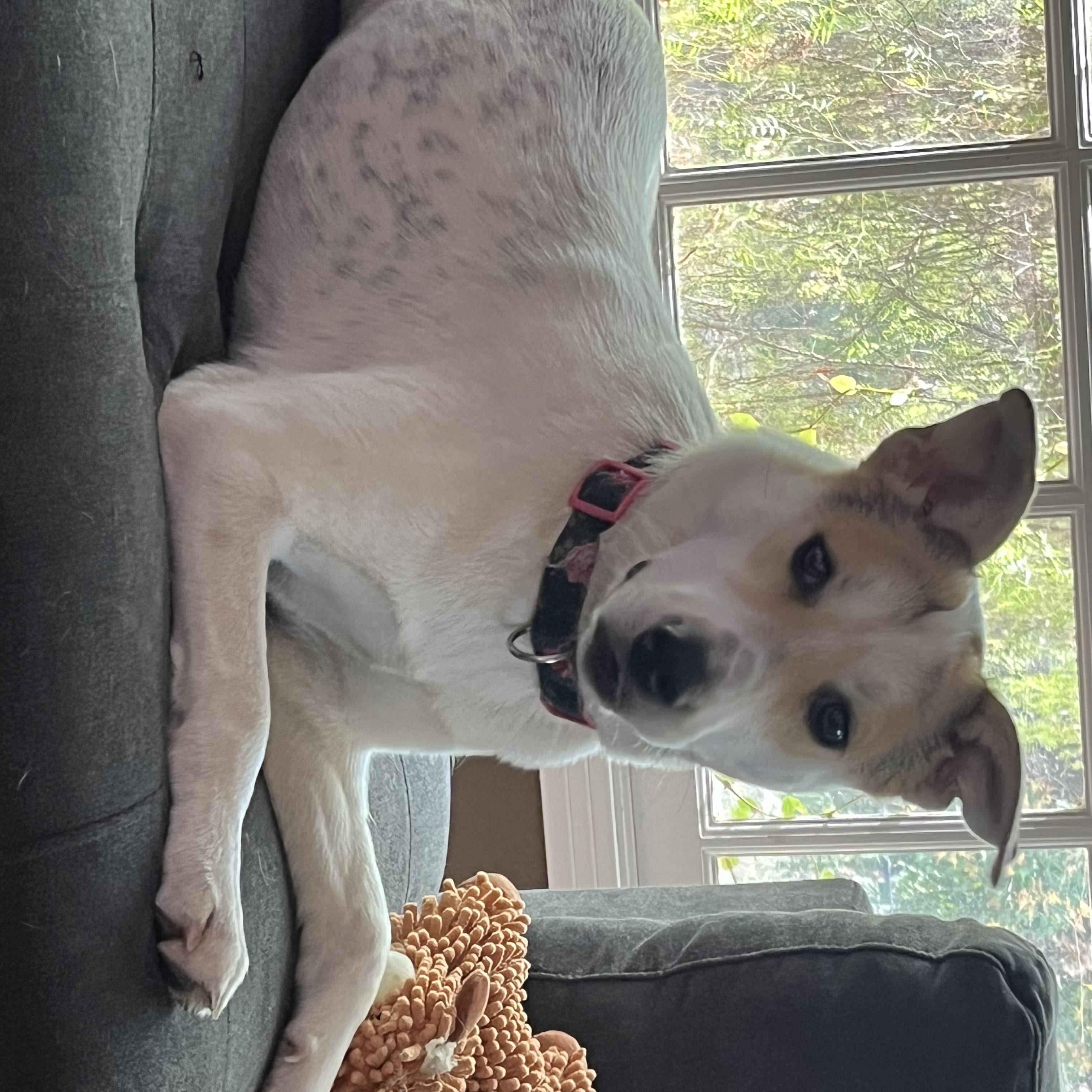 Enlarge Oakley, an adopted mixed breed in Sherman Oaks, CA image 1/1