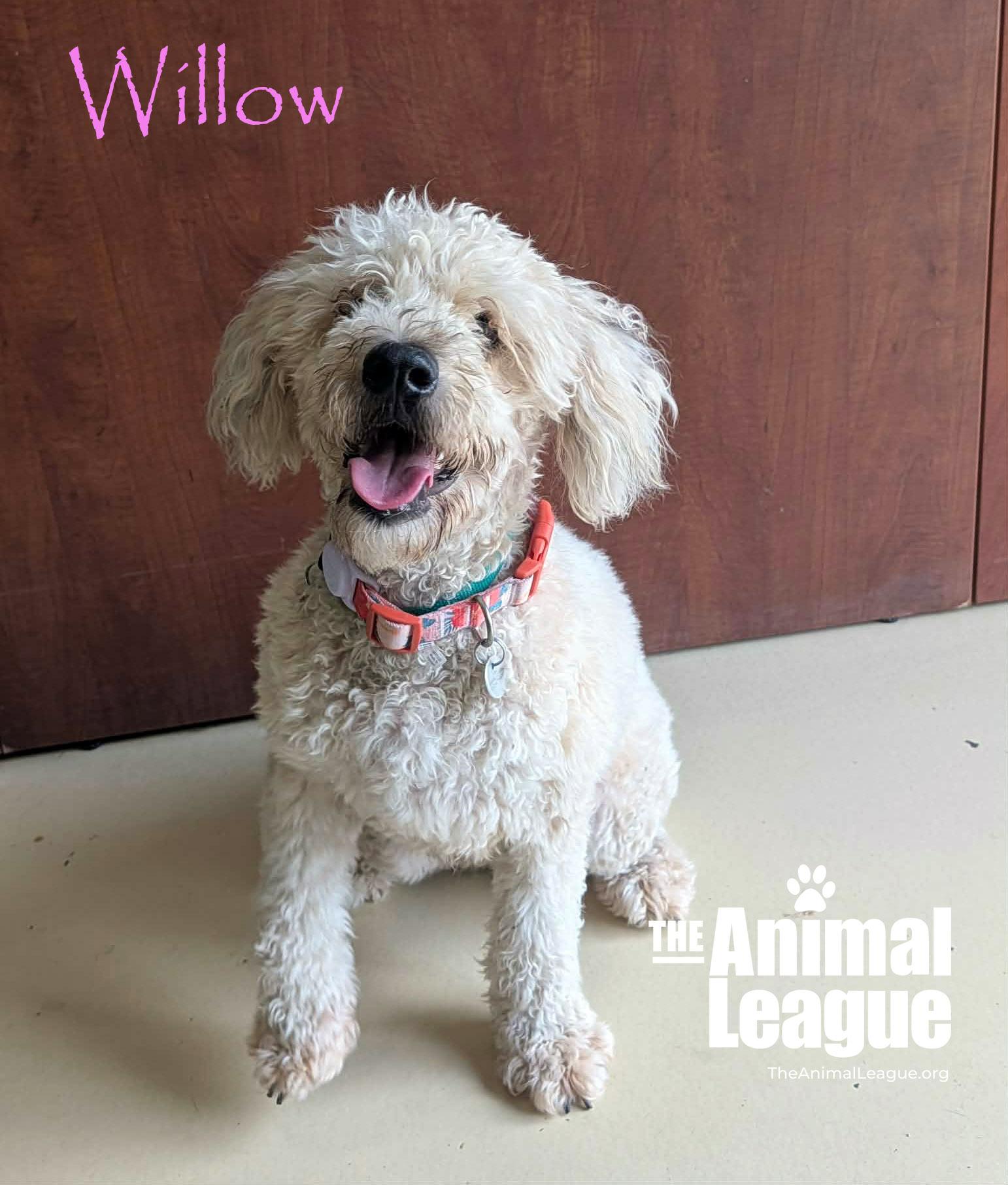 Enlarge Willow, a ADOPTABLE Wheaten Terrier in Groveland, FL image 3/3