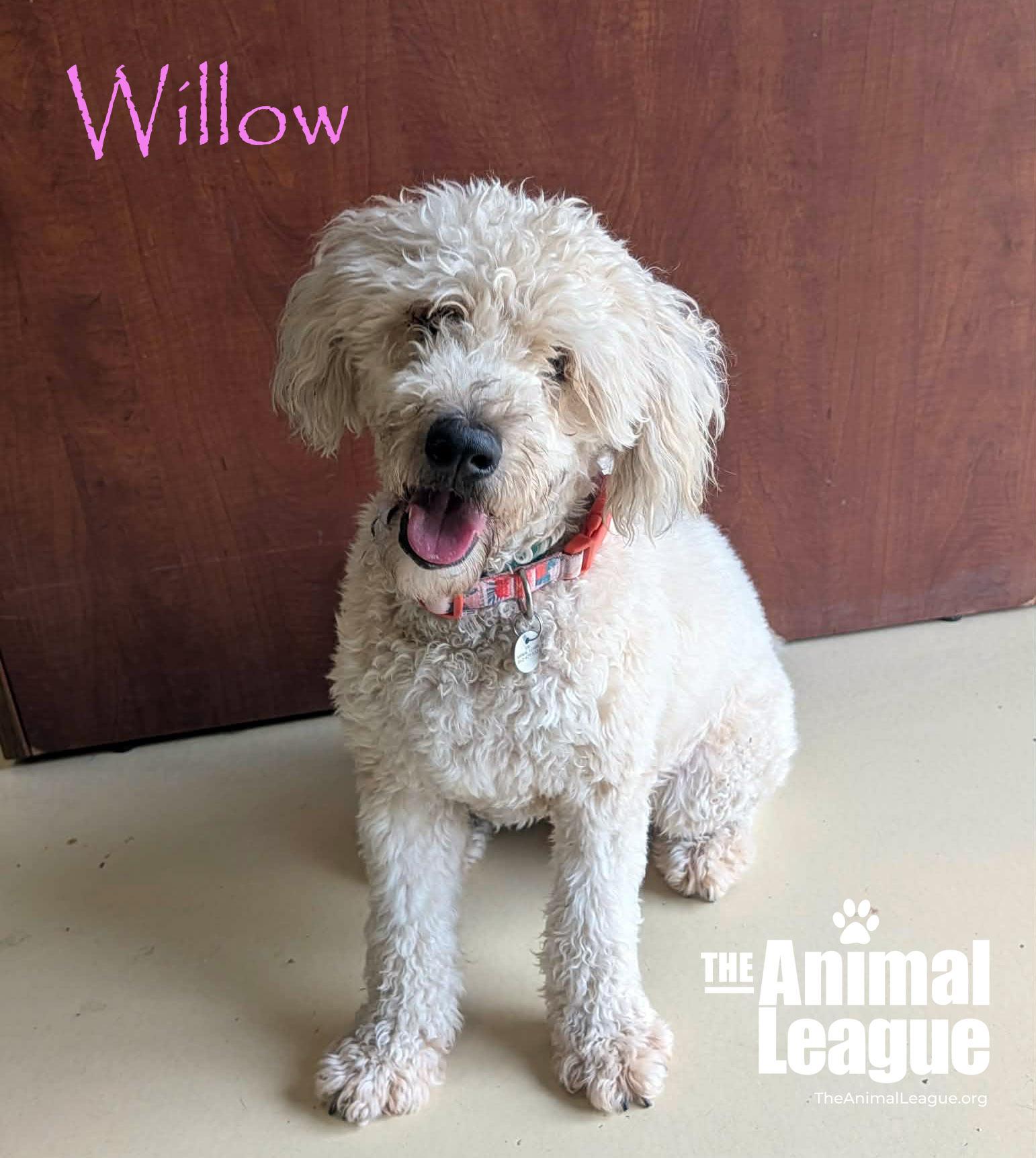 Enlarge Willow, a ADOPTABLE Wheaten Terrier in Groveland, FL image 1/3
