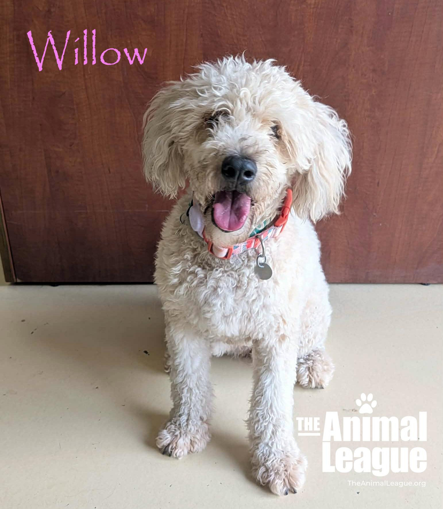 Enlarge Willow, a ADOPTABLE Wheaten Terrier in Groveland, FL image 2/3