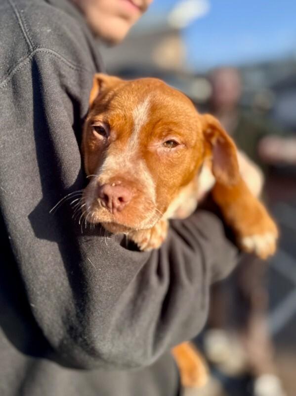 Enlarge Jake, a Adoptable mixed breed in Wooster, OH image 1/1