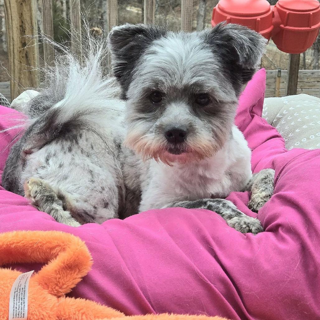 Stella, Adoptable, Adult Female Terrier & Havanese.