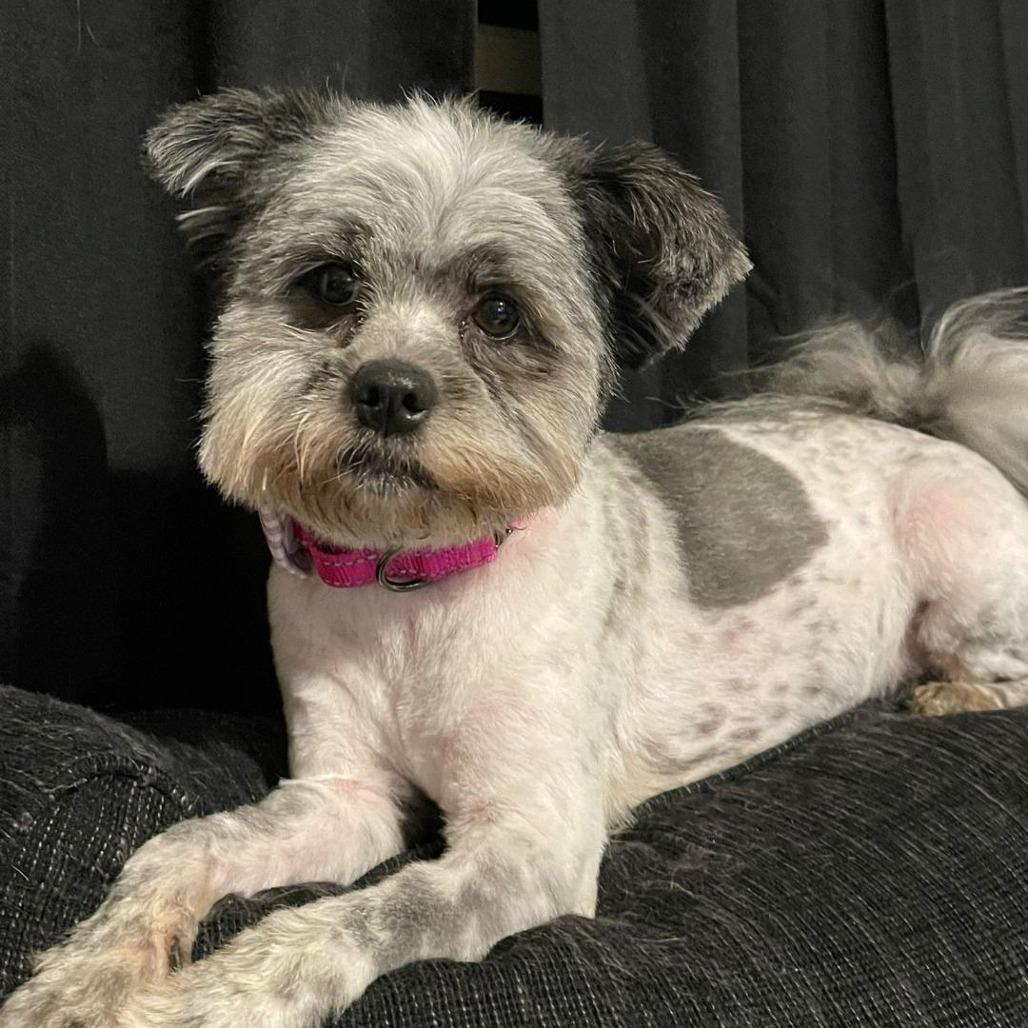 Enlarge Stella, a Adoptable mixed breed in Martinsburg, WV image 3/3