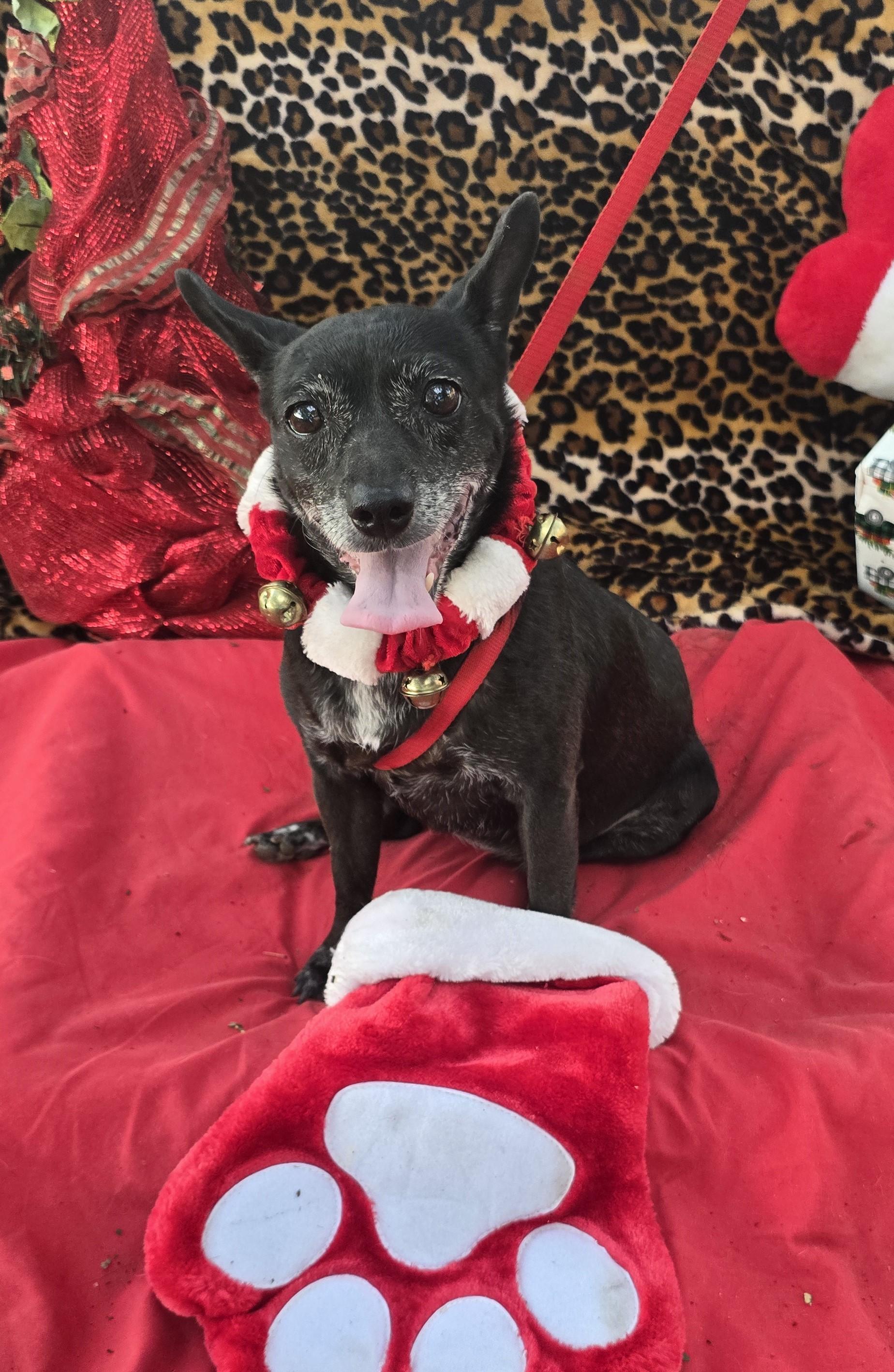 Enlarge Lunetta WV6944-T   LOCAL Adoption Event in Woodinville 2/22, a Adoptable mixed breed in Woodinville, WA image 4/6