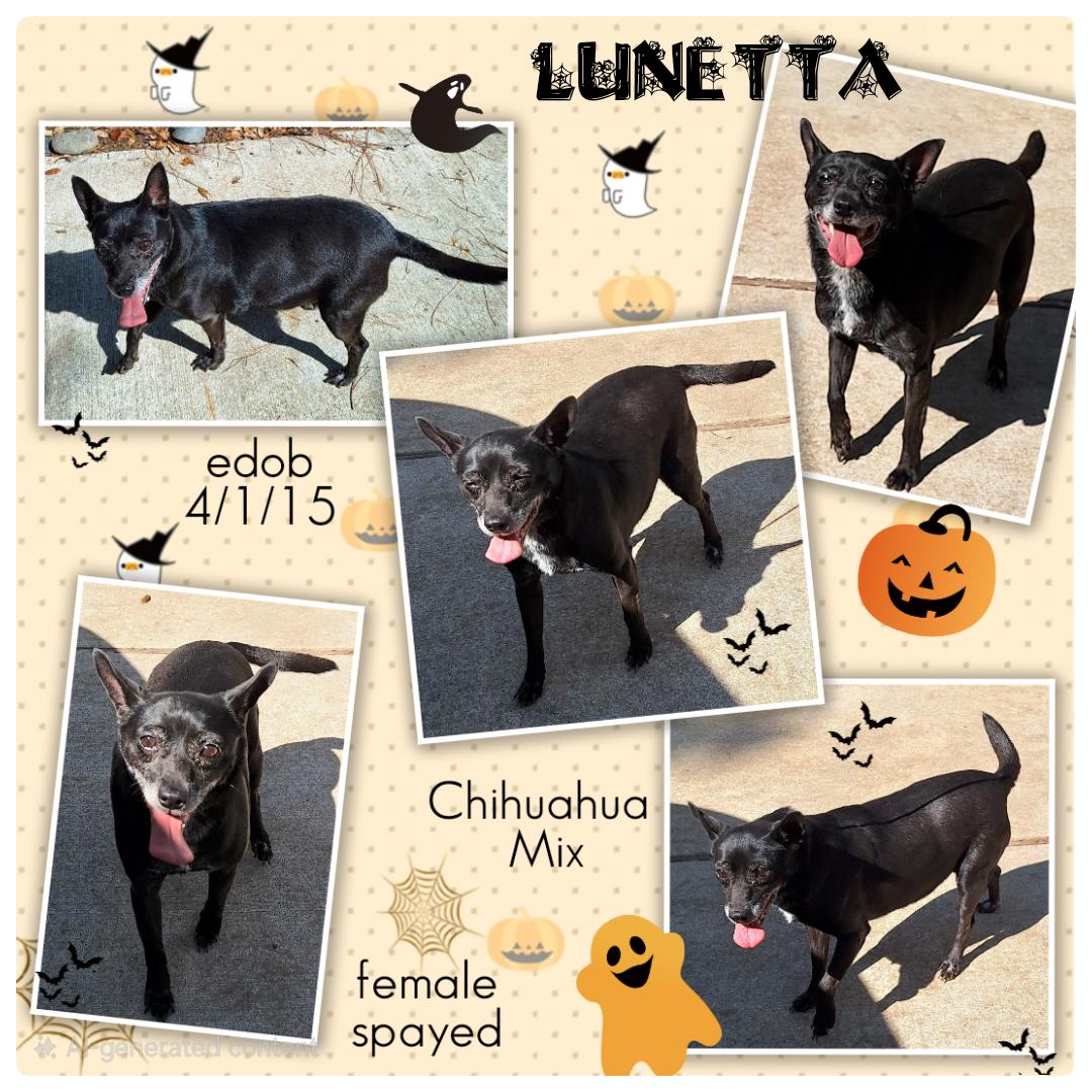 Enlarge Lunetta WV6944-T   LOCAL Adoption Event in Woodinville 2/22, a Adoptable mixed breed in Woodinville, WA image 6/6