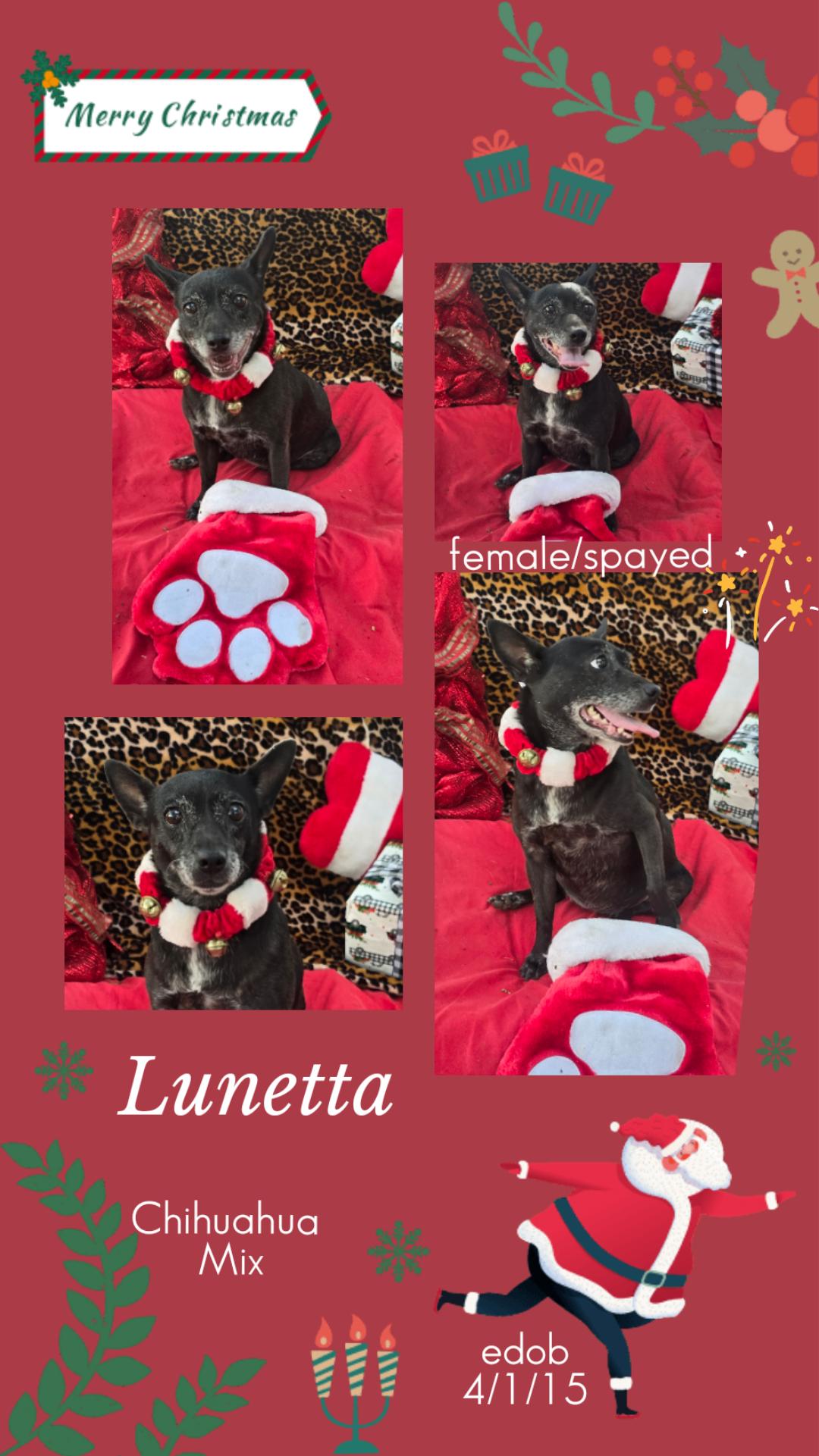 Enlarge Lunetta WV6944-T   LOCAL Adoption Event in Woodinville 2/22, a Adoptable mixed breed in Woodinville, WA image 3/6