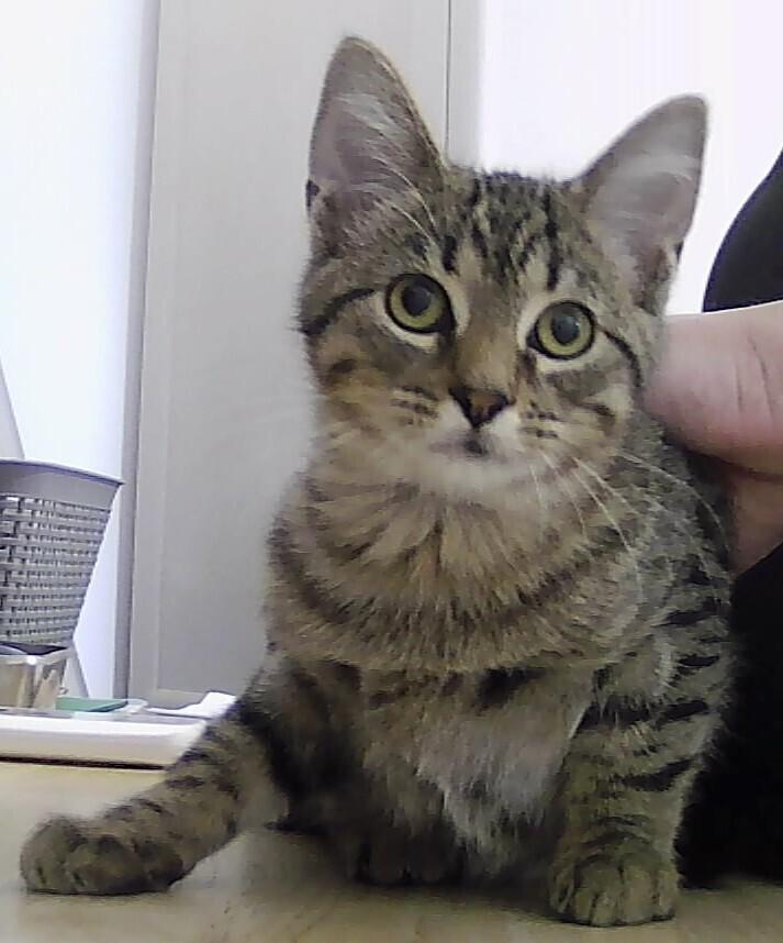 Bronx, Adoptable, Kitten Male Domestic Short Hair.