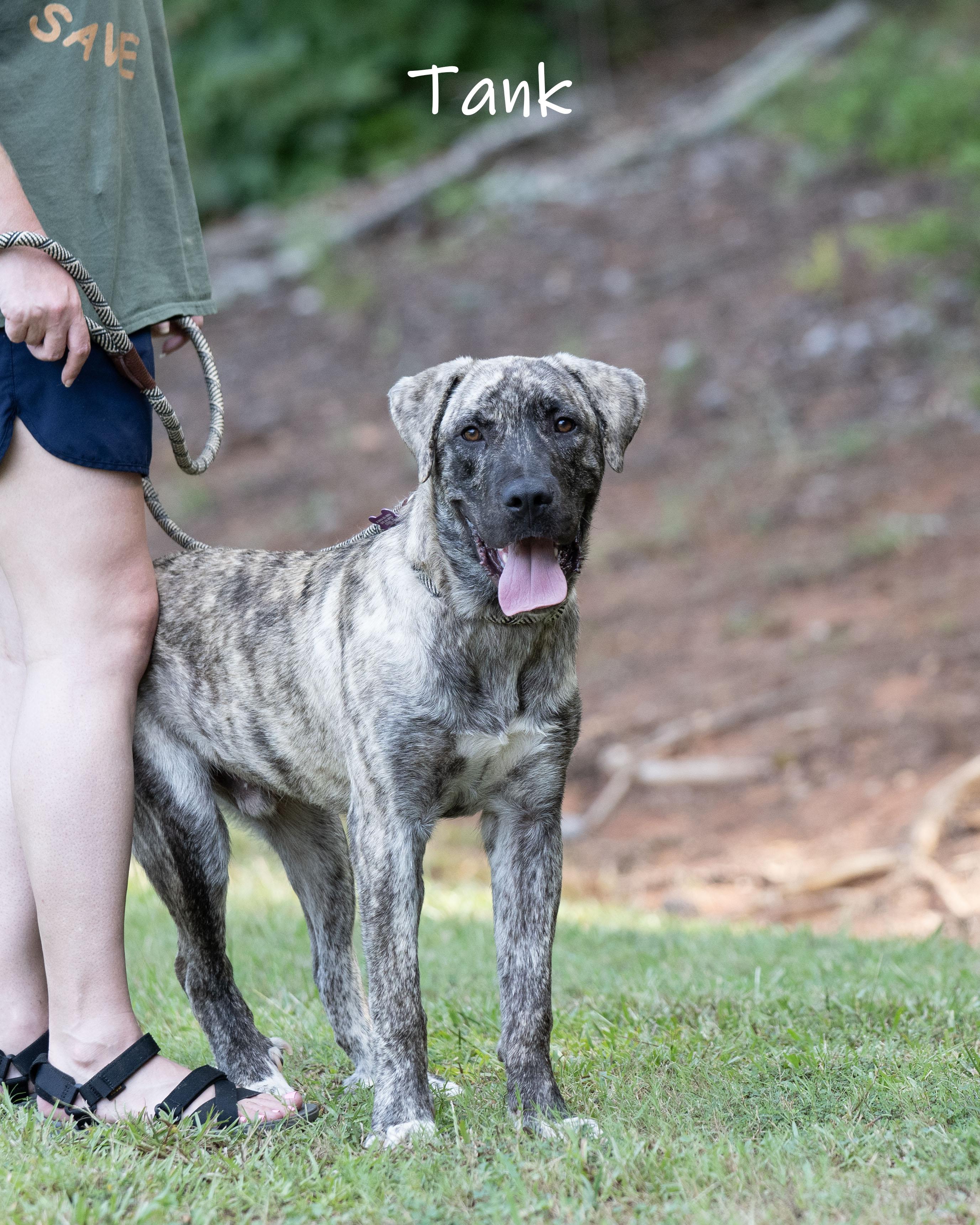 Tank, a ADOPTABLE Anatolian Shepherd in Bishop, GA image 6/6