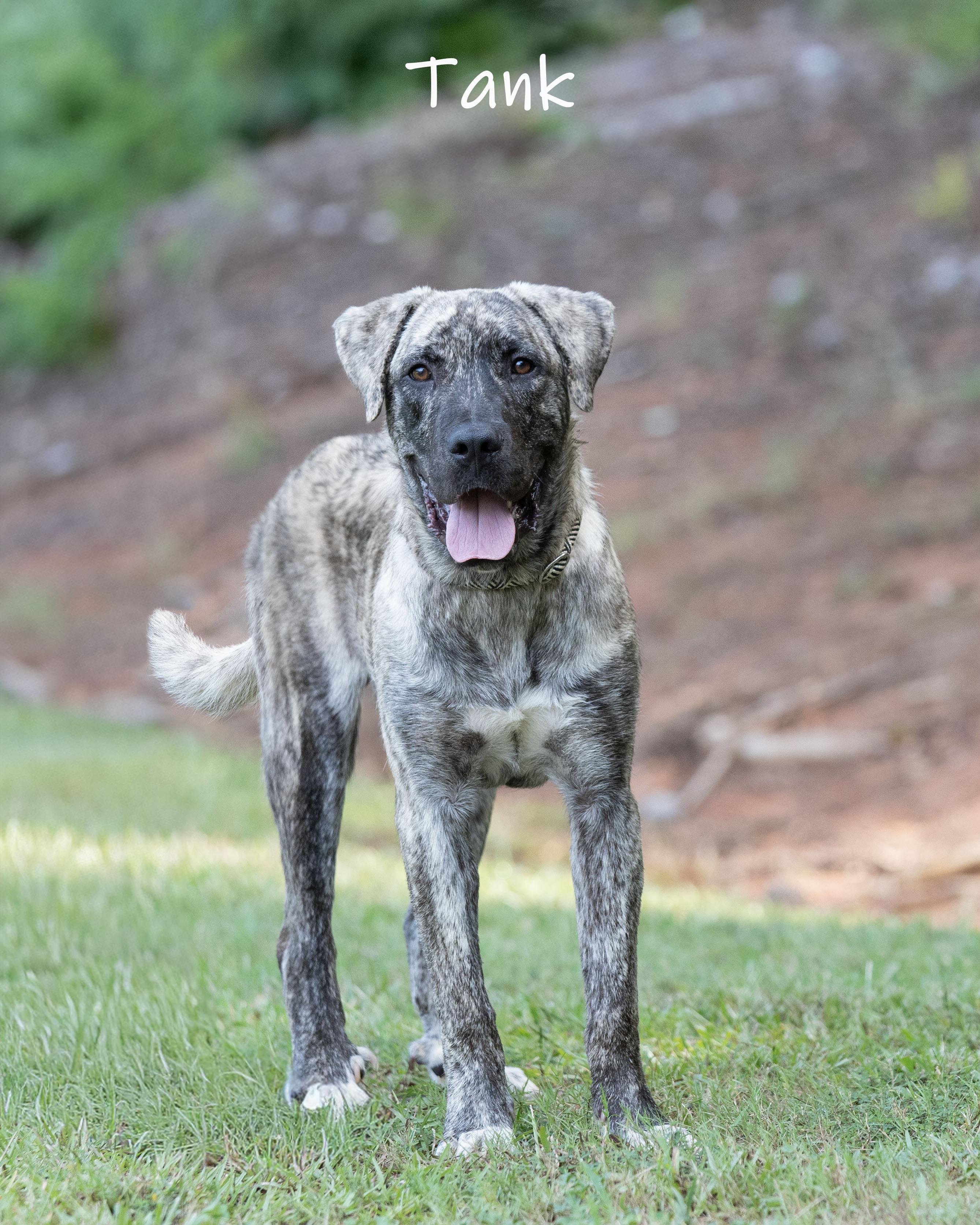 Tank, a ADOPTABLE Anatolian Shepherd in Bishop, GA image 2/6