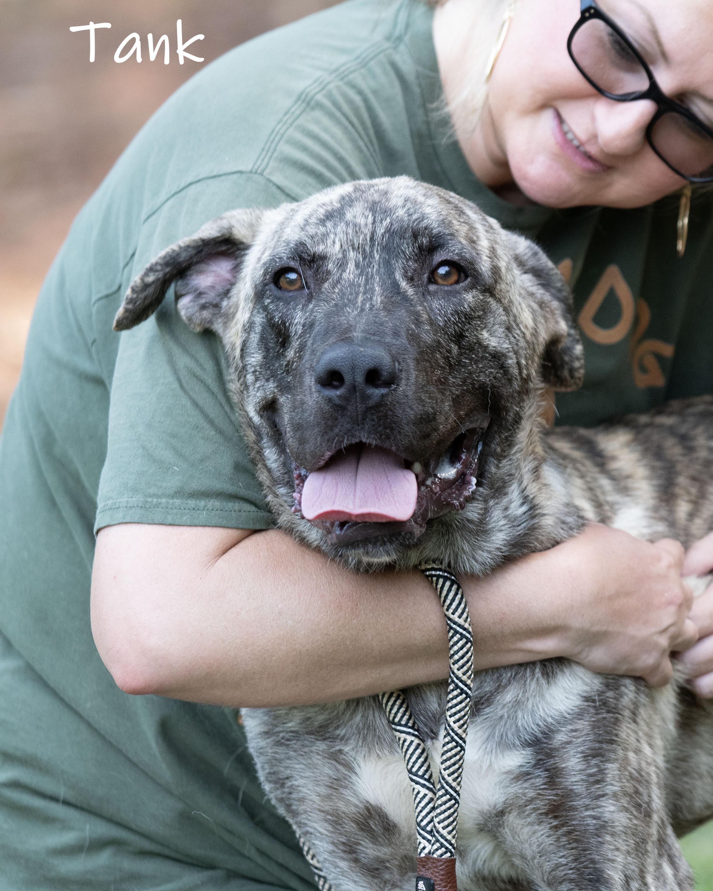 Tank, ADOPTABLE, Young Male Anatolian Shepherd.