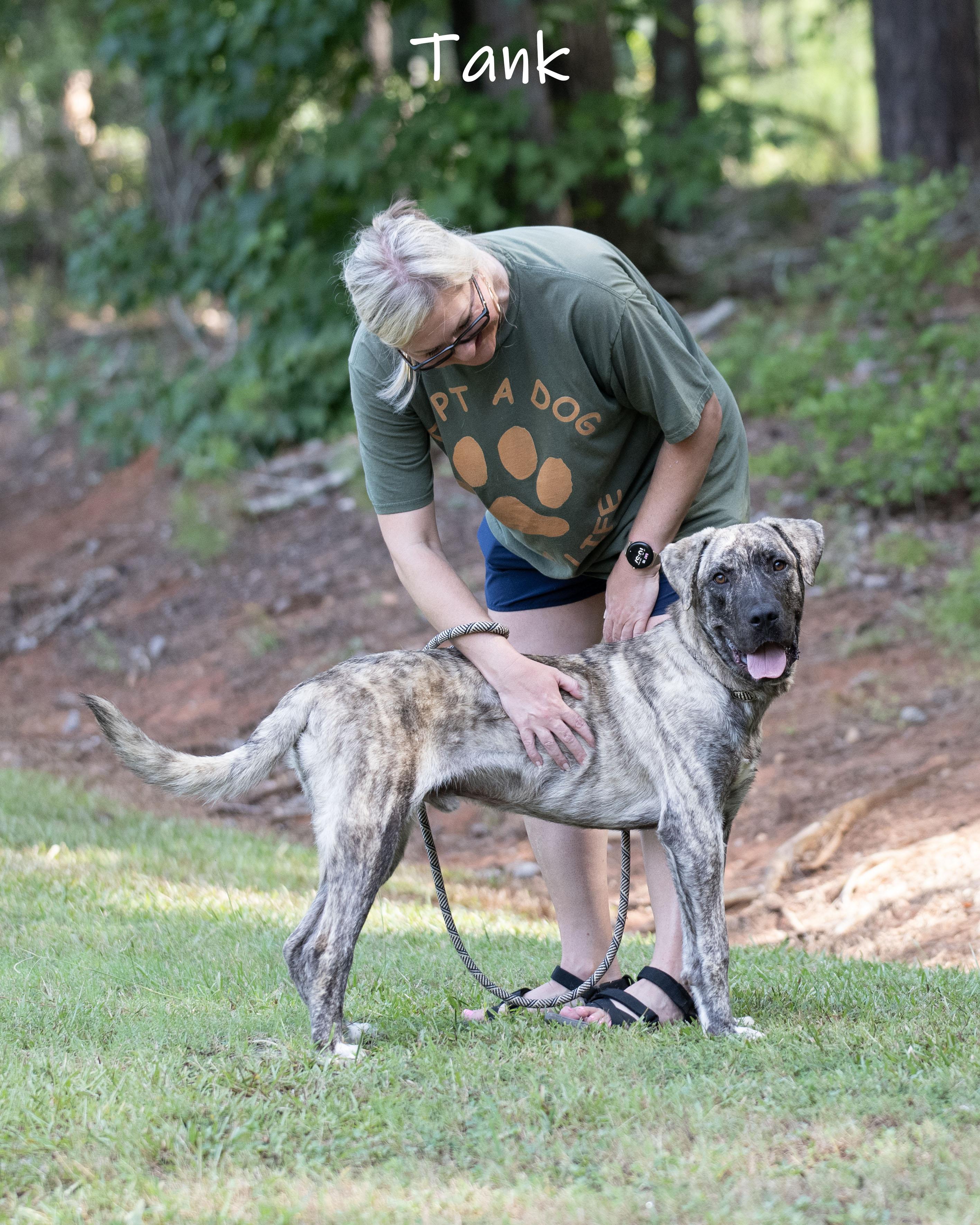 Tank, a ADOPTABLE Anatolian Shepherd in Bishop, GA image 3/6