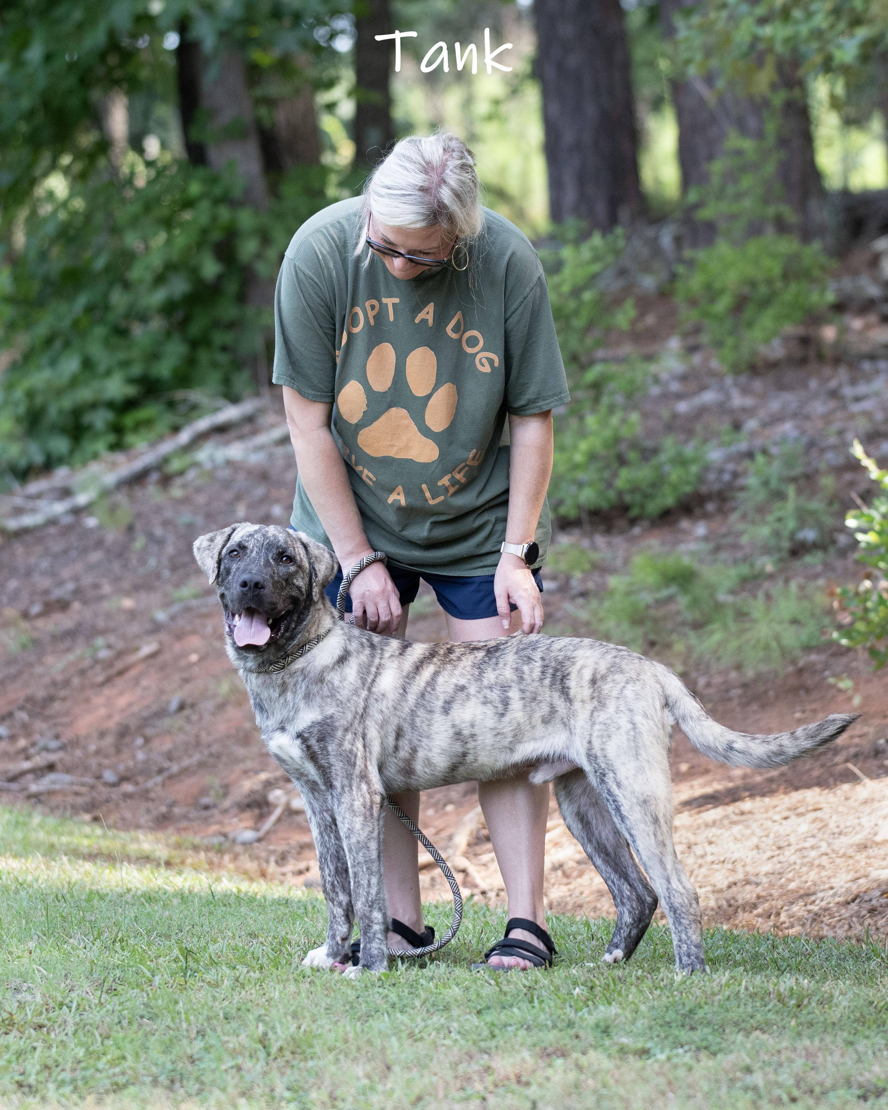 Tank, a ADOPTABLE Anatolian Shepherd in Bishop, GA image 5/6