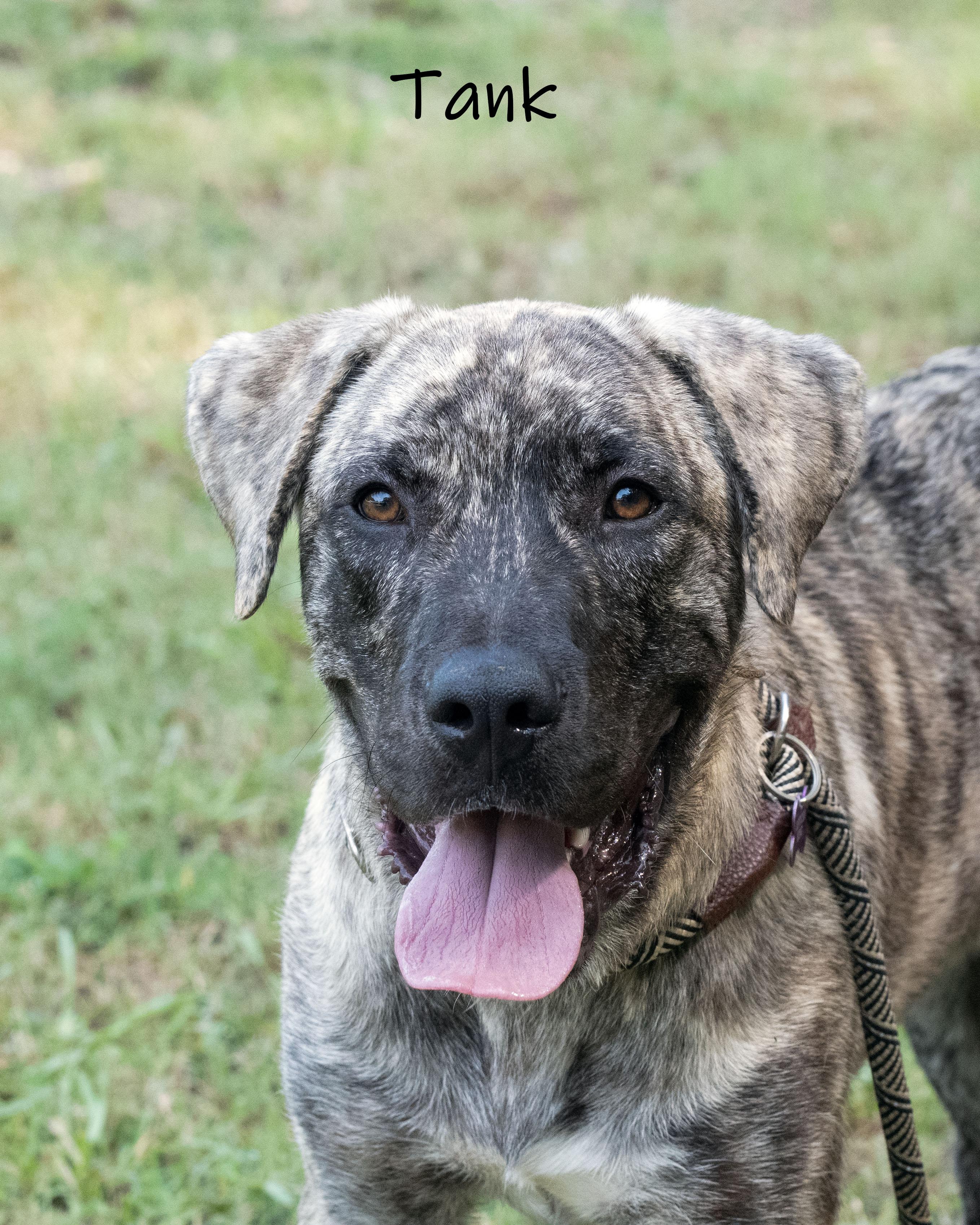Tank, a ADOPTABLE Anatolian Shepherd in Bishop, GA image 4/6