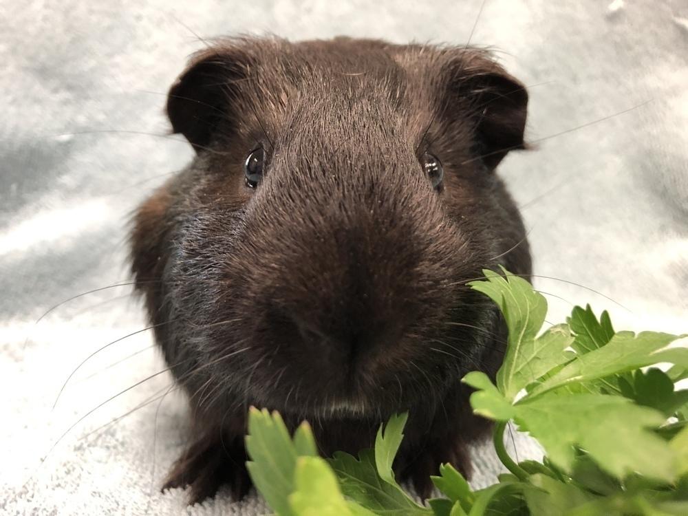 Lunar, Adopted, Adult Male Guinea Pig.