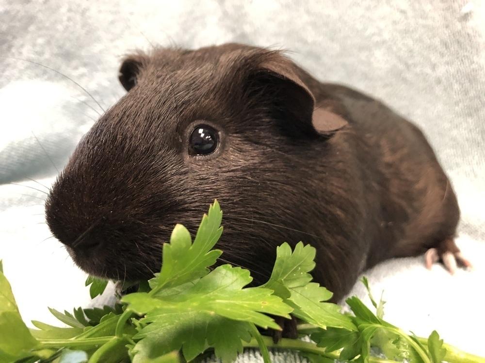 Enlarge Lunar, a Adopted Guinea Pig in San Diego, CA image 2/3