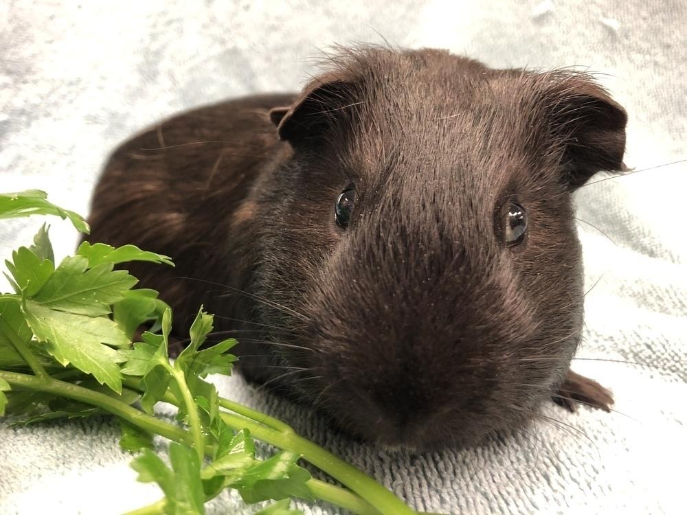 Enlarge Lunar, a Adopted Guinea Pig in San Diego, CA image 3/3