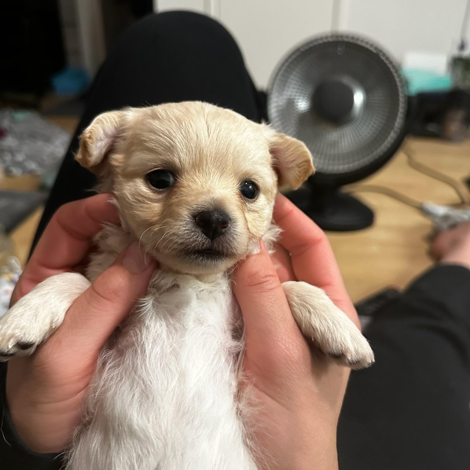 Finn, adopted, Puppy Male Chiweenie.