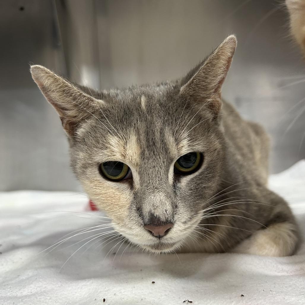Laika, Adoptable, Adult Female Domestic Short Hair.