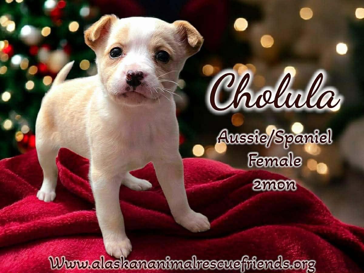 Enlarge Spicy Litter - Cholula, a Adoptable mixed breed in Anchorage, AK image 1/1