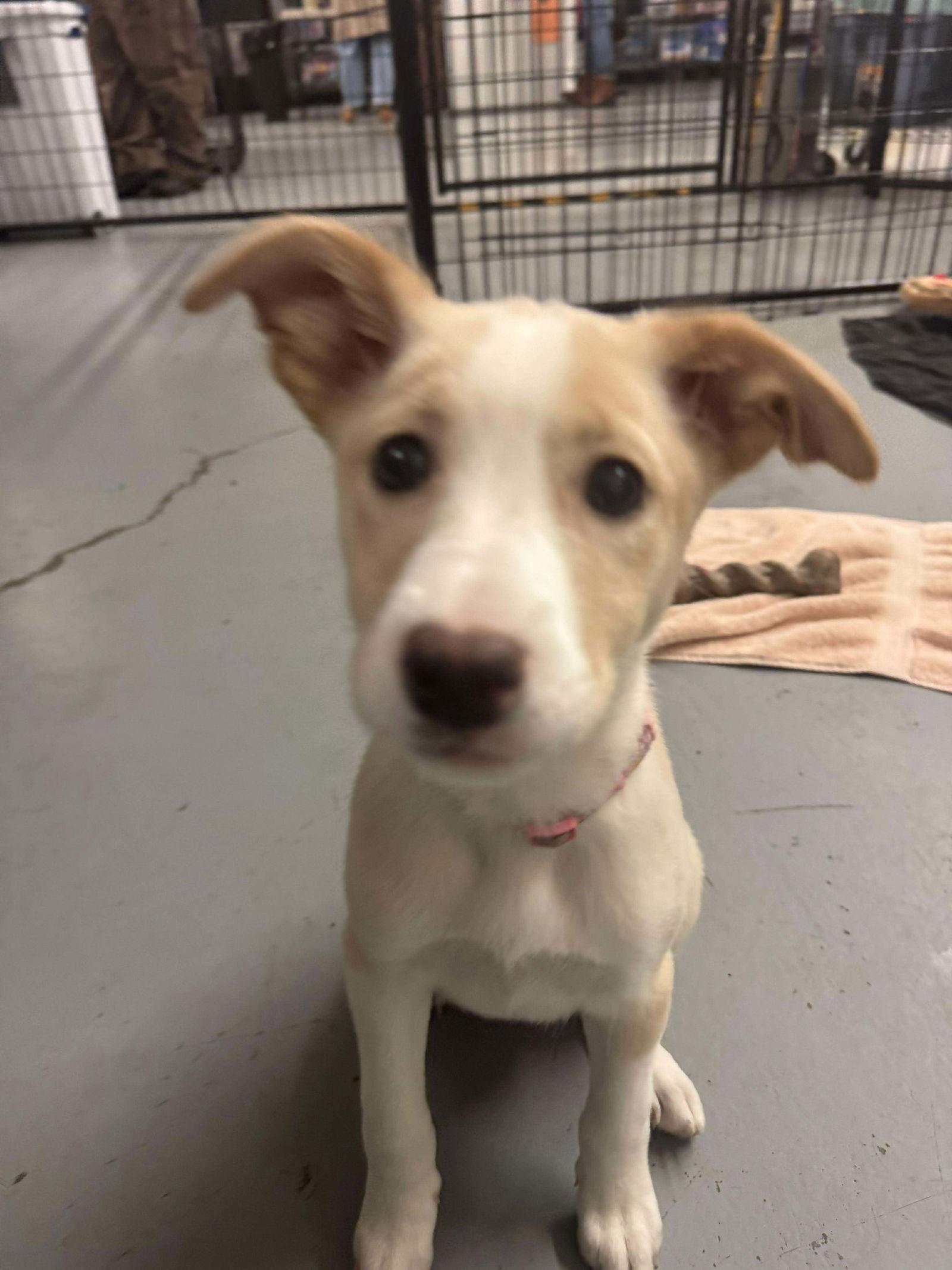 Enlarge Cholula, a Adoptable mixed breed in Anchorage, AK image 2/2