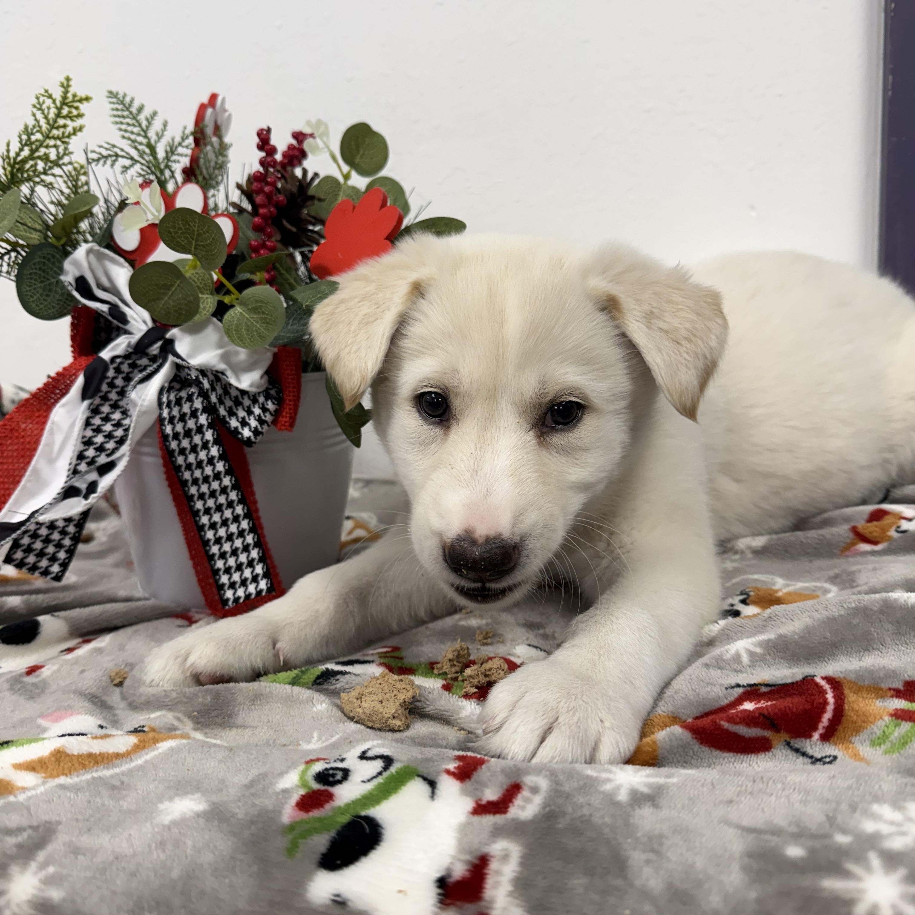 Enlarge YUKI, a ADOPTABLE mixed breed in La Grange, KY image 2/5