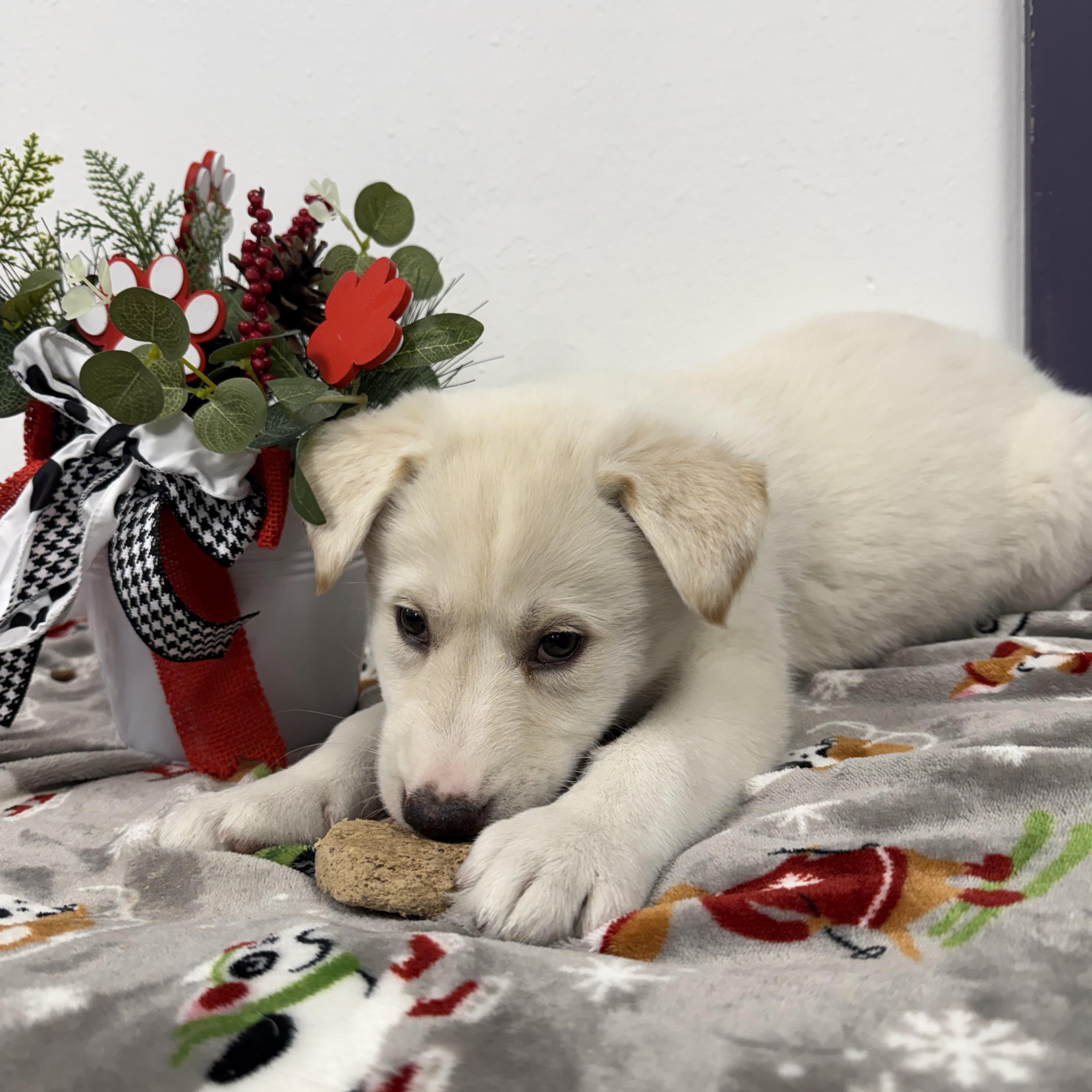 Enlarge YUKI, a ADOPTABLE mixed breed in La Grange, KY image 4/5