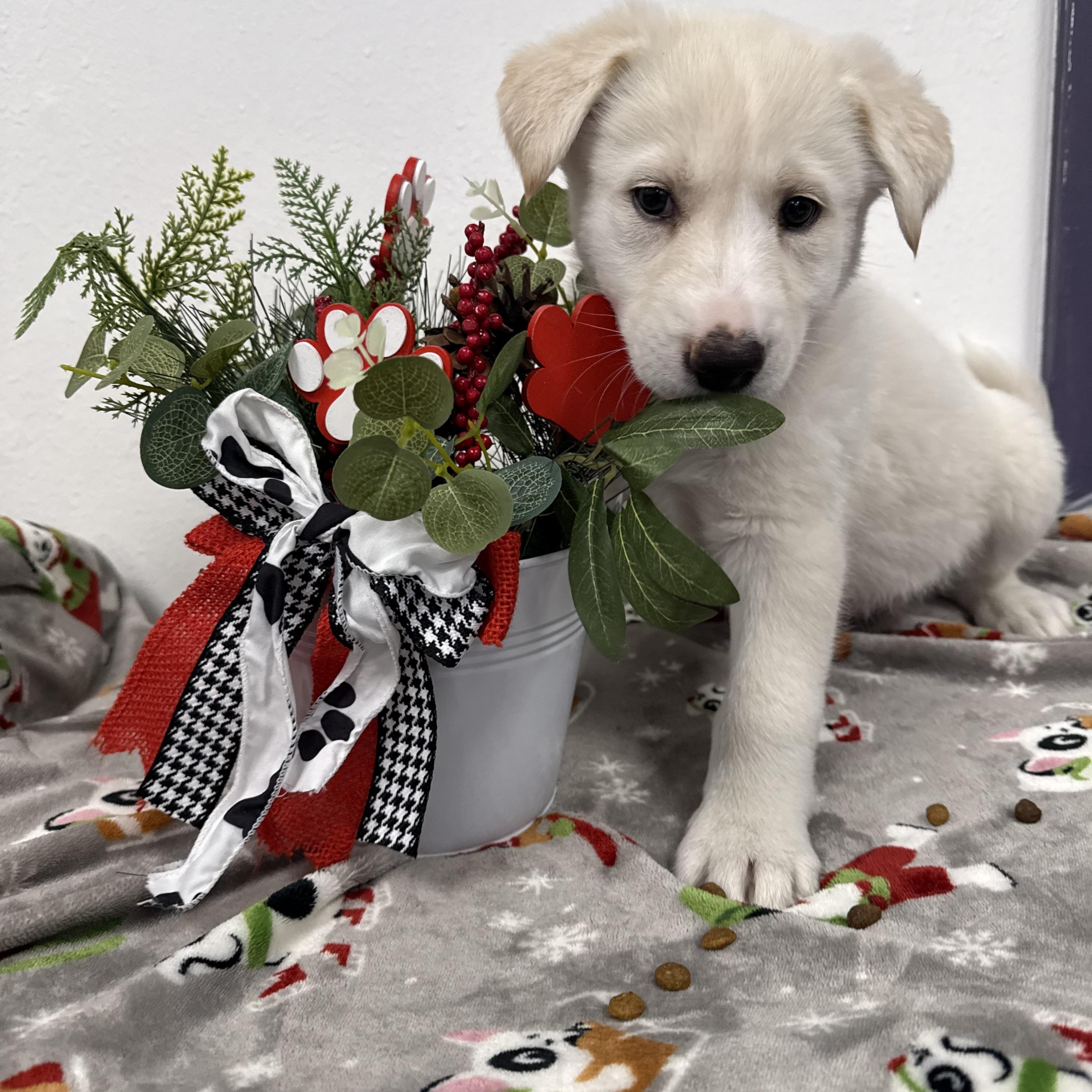 Enlarge YUKI, a ADOPTABLE mixed breed in La Grange, KY image 1/5