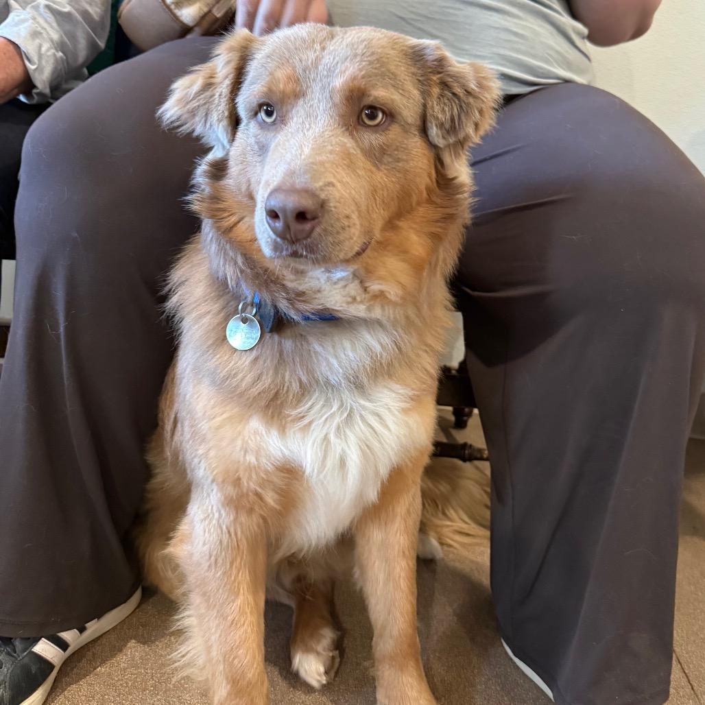 Louie, Adoptable, Young Male Mixed Breed & Australian Shepherd.