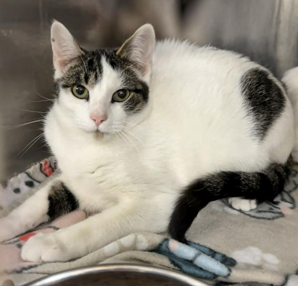 Dr. Seuss, Adoptable, Young Male Domestic Short Hair.