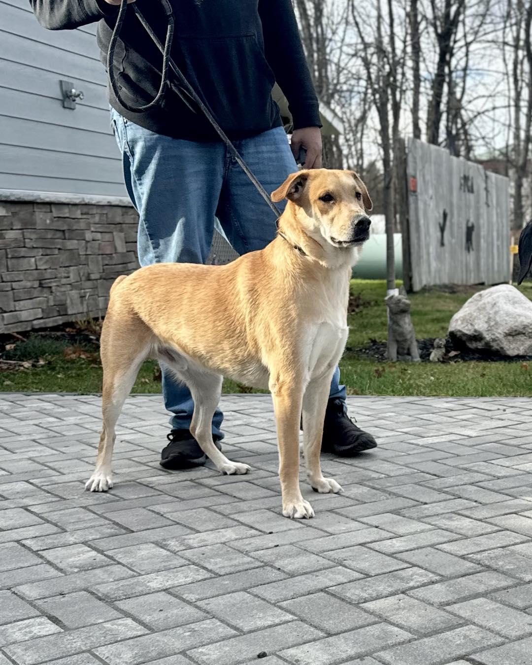 Apollo, a Adoptable Mixed Breed in Rock Hill, NY image 2/5