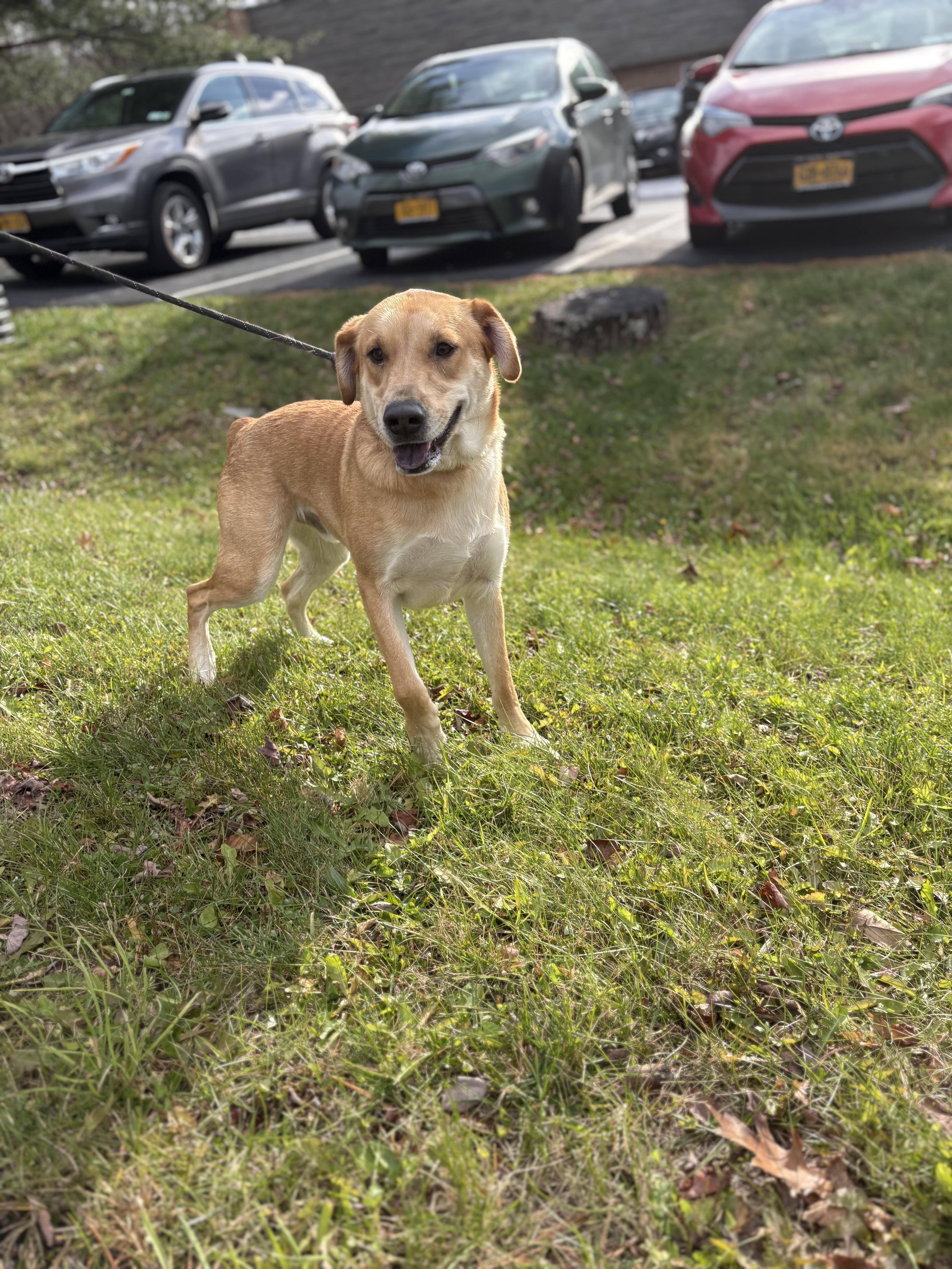 Apollo, a Adoptable Mixed Breed in Rock Hill, NY image 4/5