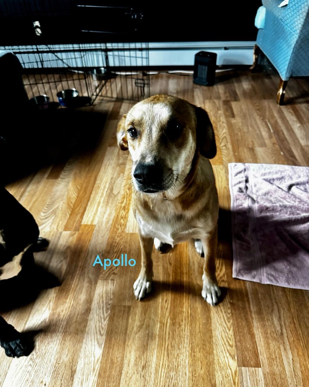 Apollo, a Adoptable Mixed Breed in Rock Hill, NY image 3/5