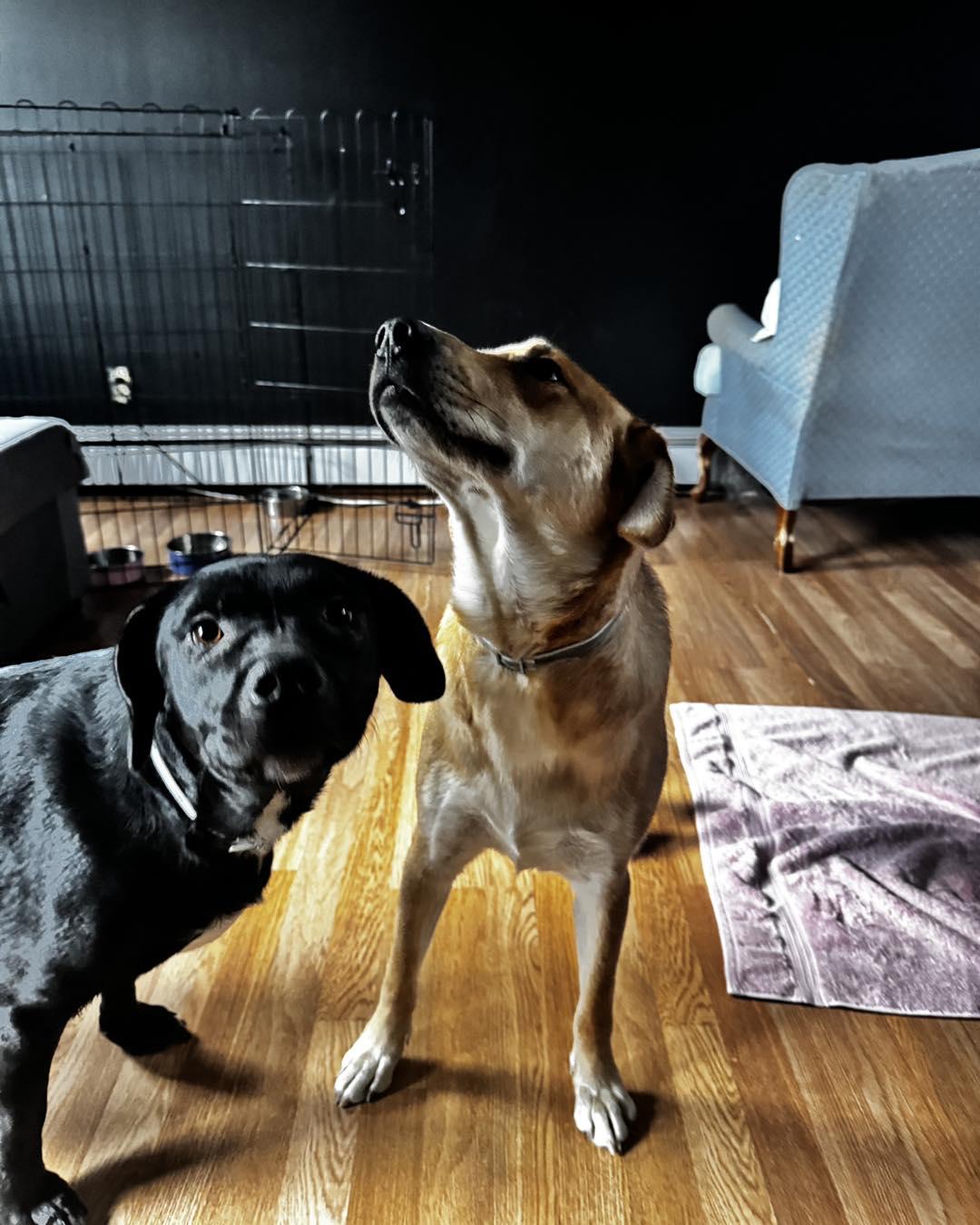 Apollo, a Adoptable Mixed Breed in Rock Hill, NY image 5/5