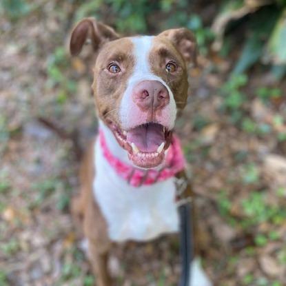 Enlarge Cutie, a Adoptable Mixed Breed in Jacksonville, FL image 2/3