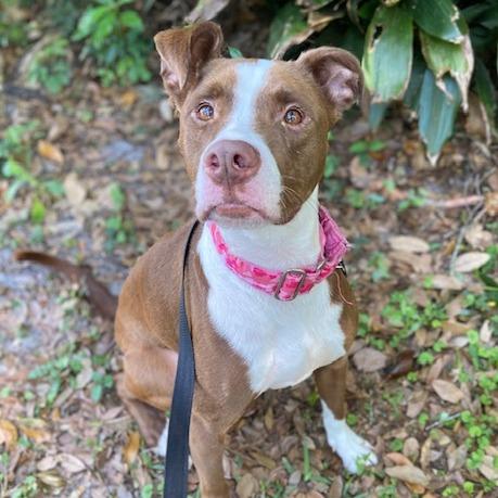 Enlarge Cutie, a Adoptable Mixed Breed in Jacksonville, FL image 3/3