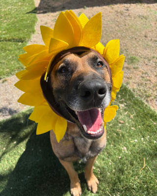 Otis, a Adoptable Shepherd in Santa Paula, CA image 4/6