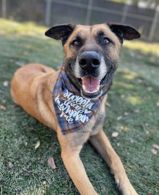Otis, a Adoptable Shepherd in Santa Paula, CA image 6/6