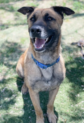 Otis, a Adoptable Shepherd in Santa Paula, CA image 3/6