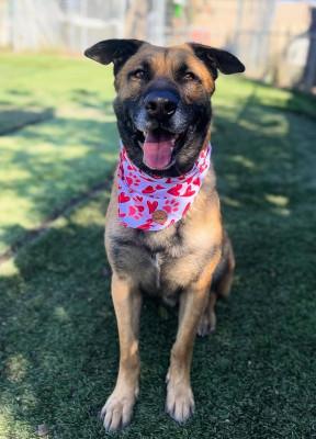 Otis, a Adoptable Shepherd in Santa Paula, CA image 2/6