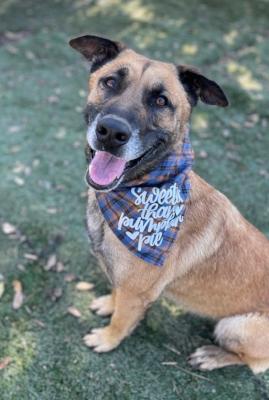 Otis, a Adoptable Shepherd in Santa Paula, CA image 1/6