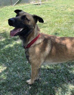 Otis, a Adoptable Shepherd in Santa Paula, CA image 5/6