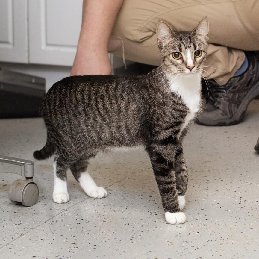 Jill, Adoptable, Young Female Domestic Short Hair.