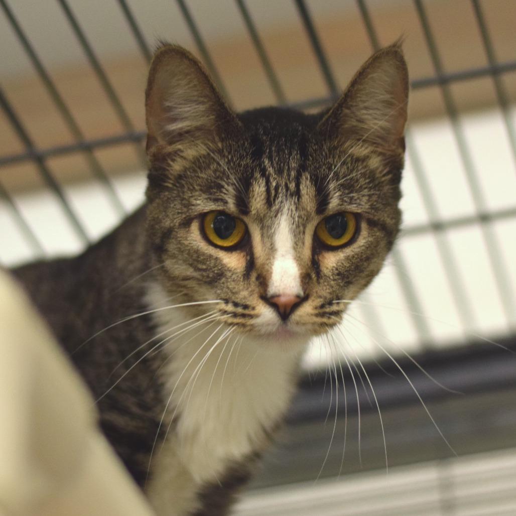 Jill, Adoptable, Young Female Domestic Short Hair.