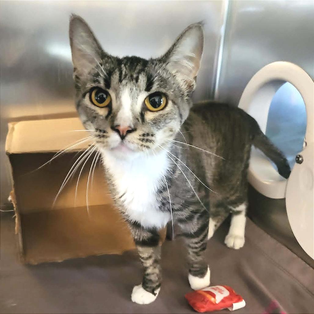 Enlarge Jill, a Adoptable Domestic Short Hair in Belleville, IL image 2/2