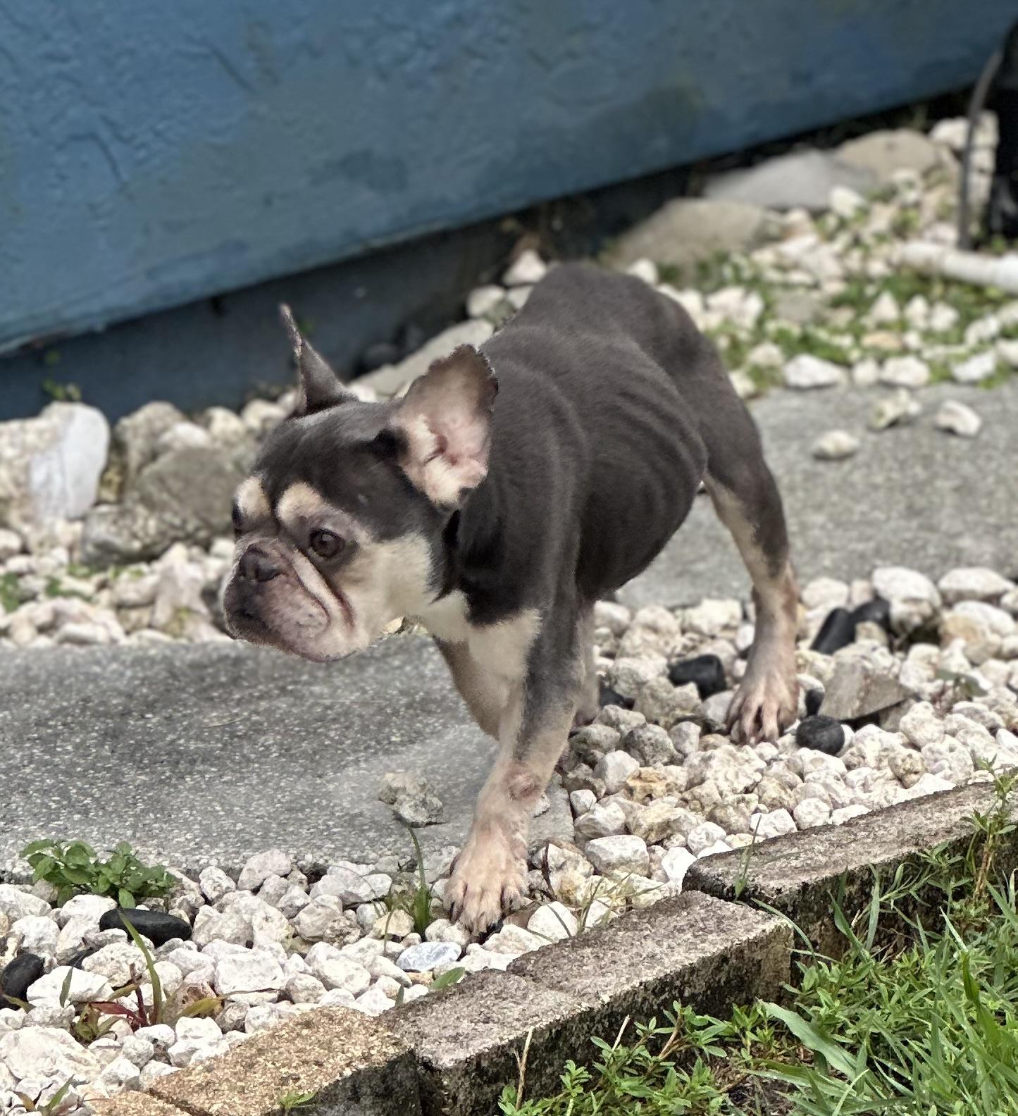 Ollie, Adoptable, Adult Male French Bulldog.