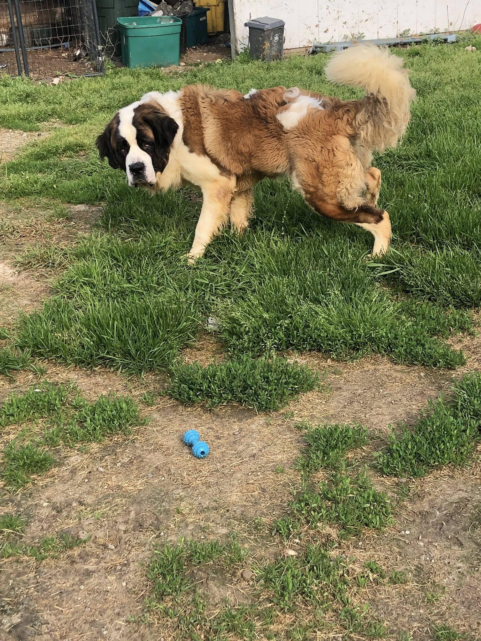 Toby, a Adoptable Saint Bernard in Snover, MI image 1/3