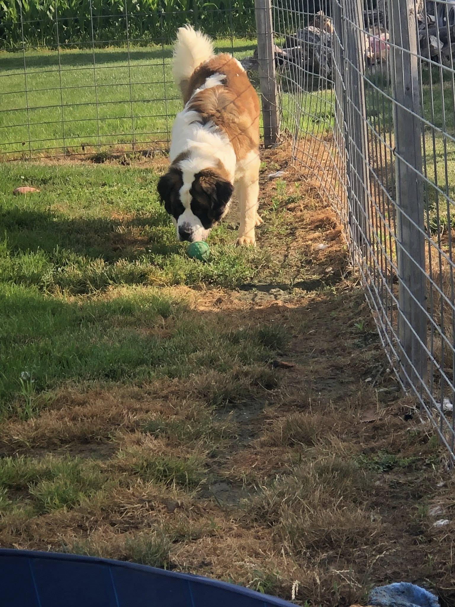Toby, a Adoptable Saint Bernard in Snover, MI image 2/3