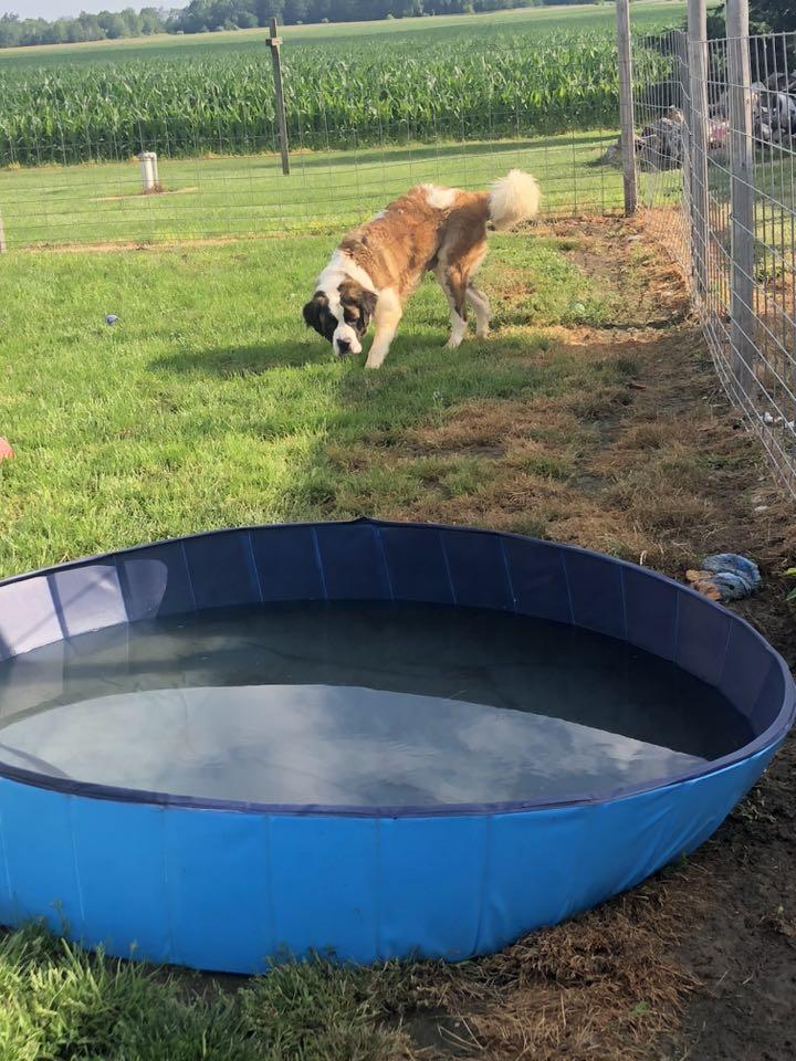 Toby, a Adoptable Saint Bernard in Snover, MI image 3/3
