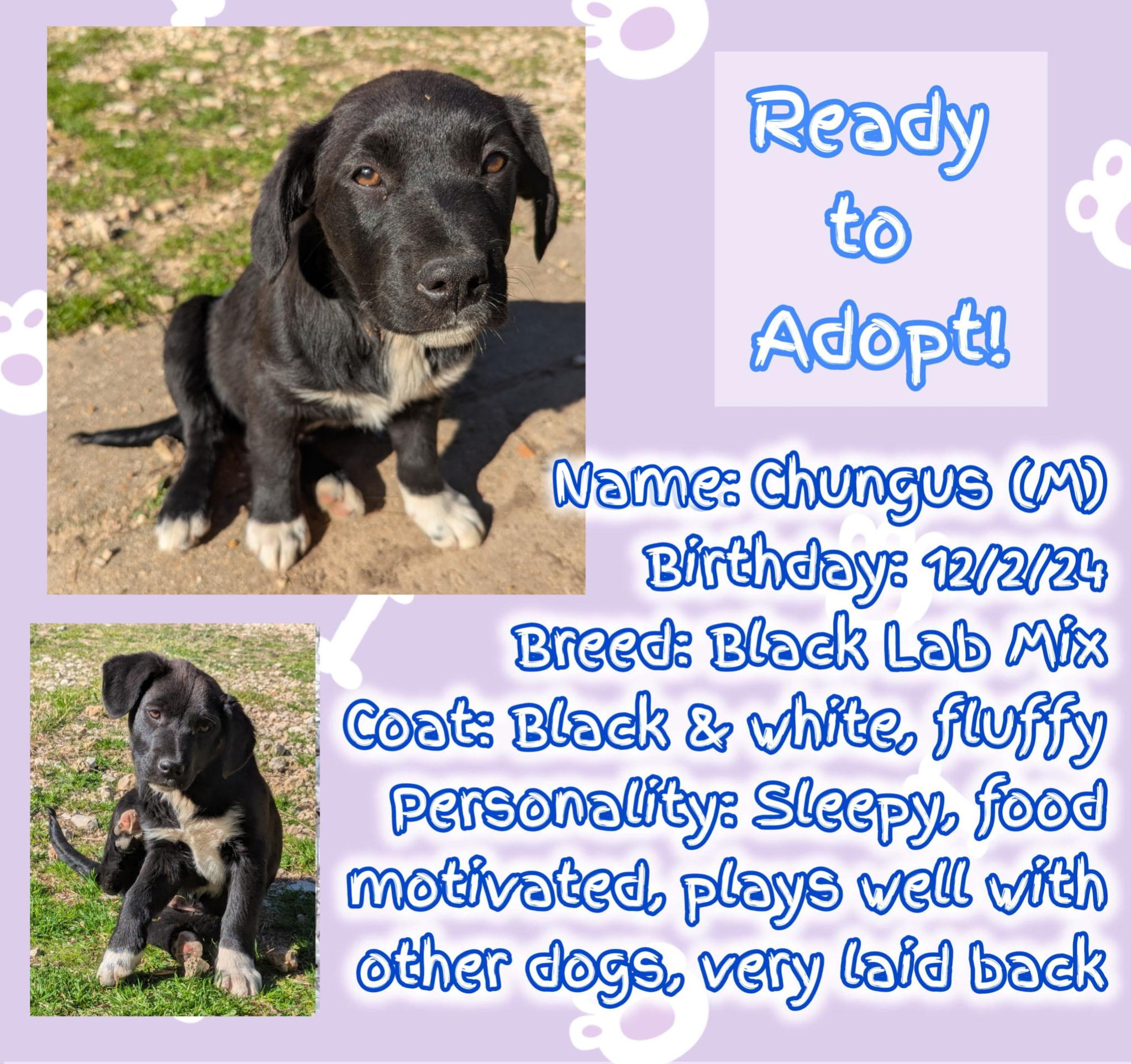 Chungus, Adopted, Puppy Male Mixed Breed & Black Labrador Retriever.