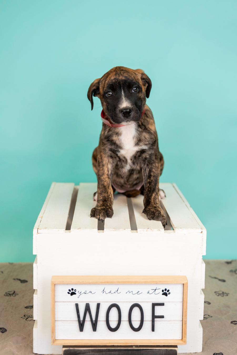 Enlarge 330-26, an adoptable mixed breed in Brighton, CO image 1/1